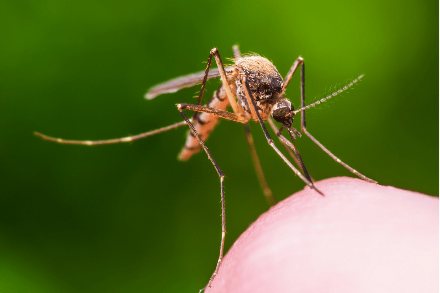 Malaria vaccine in Brixton, London