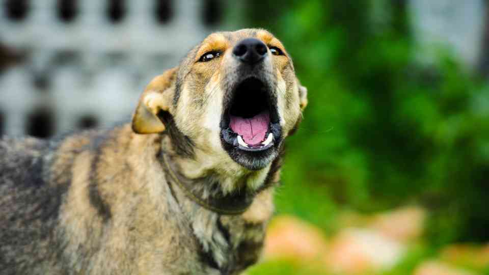 How long does the rabies vaccine last and does it work?