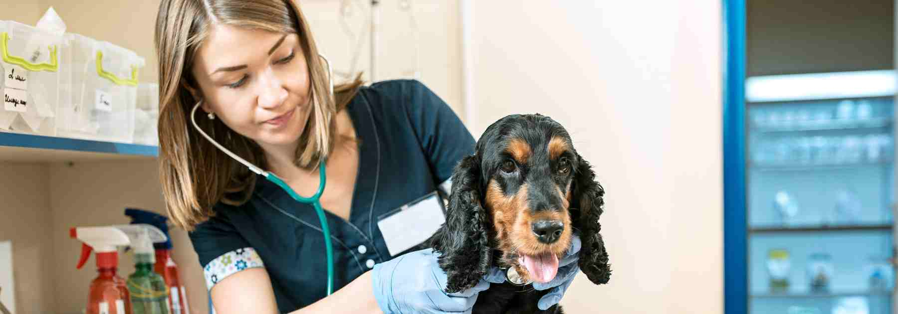 How long does rabies vaccine last? Find the answers you need today. 